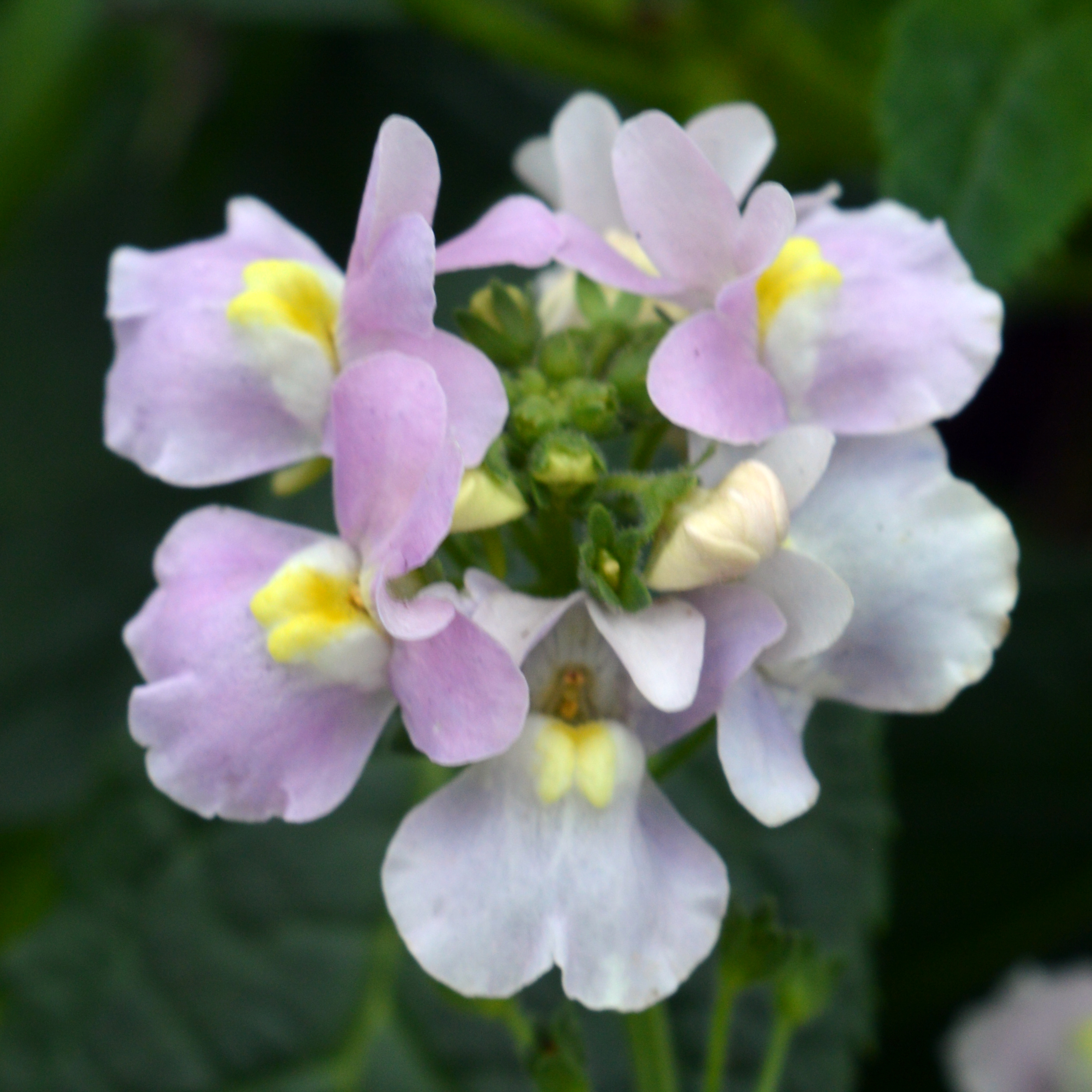 Nemesia denticulata Confetti